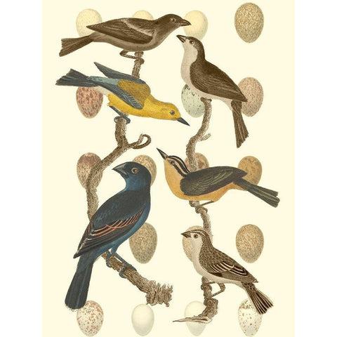 British Birds and Eggs IV Black Modern Wood Framed Art Print with Double Matting by Vision Studio