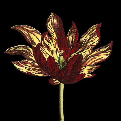 Natural Beauty on Black I Gold Ornate Wood Framed Art Print with Double Matting by Vision Studio