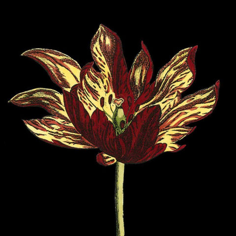 Natural Beauty on Black I White Modern Wood Framed Art Print with Double Matting by Vision Studio