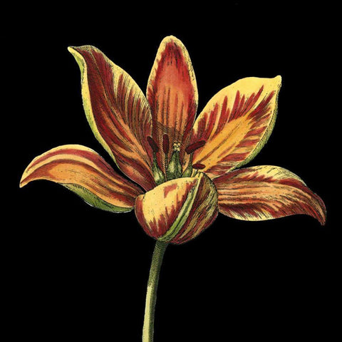 Natural Beauty on Black II Gold Ornate Wood Framed Art Print with Double Matting by Vision Studio