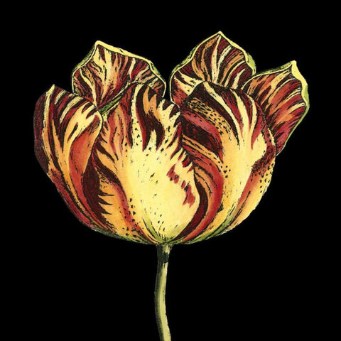 Natural Beauty on Black IV Black Modern Wood Framed Art Print with Double Matting by Vision Studio