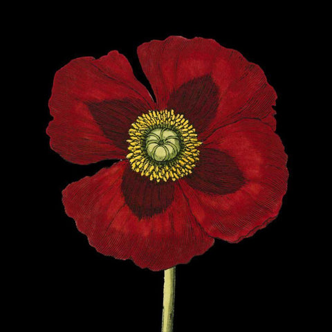 Natural Beauty on Black VI Black Ornate Wood Framed Art Print with Double Matting by Vision Studio