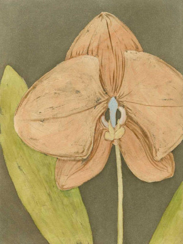 Orchid and Earth IV White Modern Wood Framed Art Print with Double Matting by Meagher, Megan