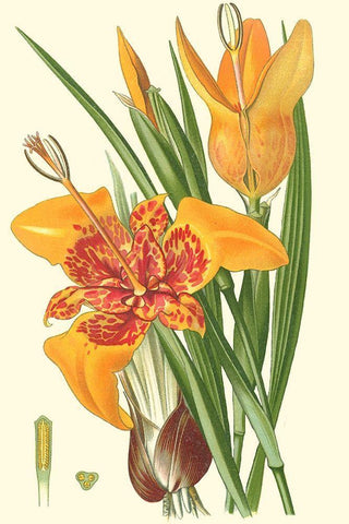 Striking Lilies I Black Ornate Wood Framed Art Print with Double Matting by Step, Edward