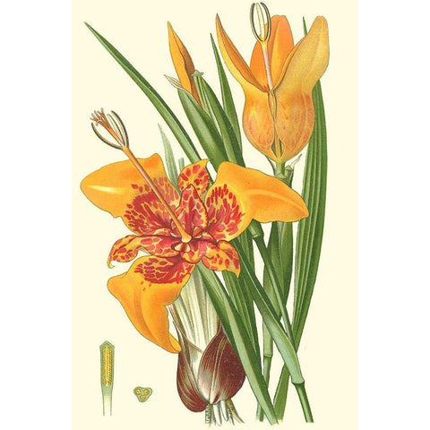 Striking Lilies I Black Modern Wood Framed Art Print by Step, Edward