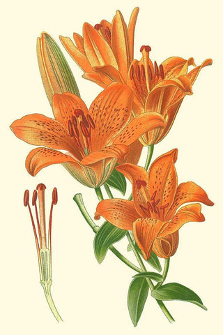 Striking Lilies II Black Ornate Wood Framed Art Print with Double Matting by Step, Edward