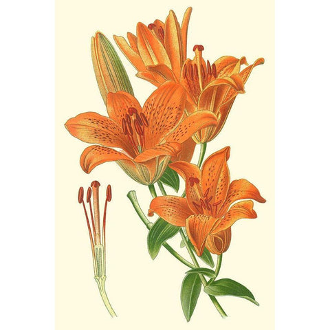 Striking Lilies II Black Modern Wood Framed Art Print with Double Matting by Step, Edward