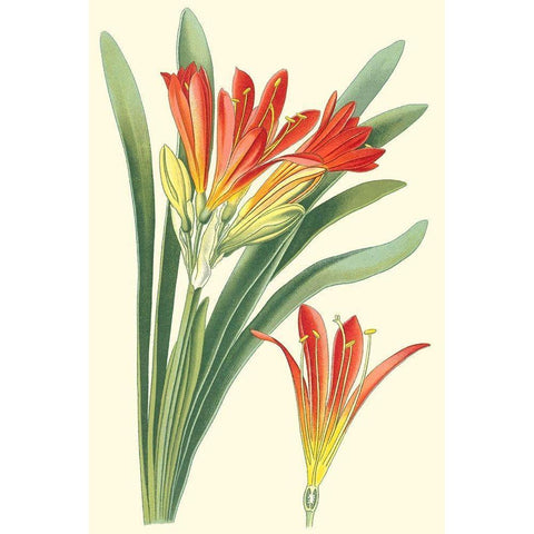 Striking Lilies III Black Modern Wood Framed Art Print with Double Matting by Step, Edward