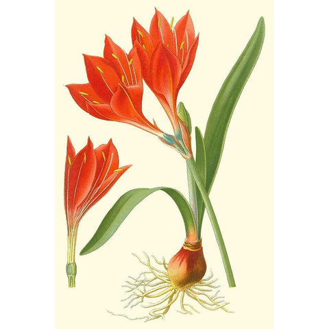 Striking Lilies IV Gold Ornate Wood Framed Art Print with Double Matting by Step, Edward