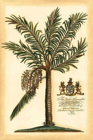 British Colonial Palm II White Modern Wood Framed Art Print with Double Matting by Vision Studio