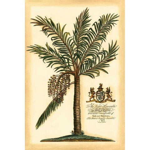 British Colonial Palm II White Modern Wood Framed Art Print by Vision Studio