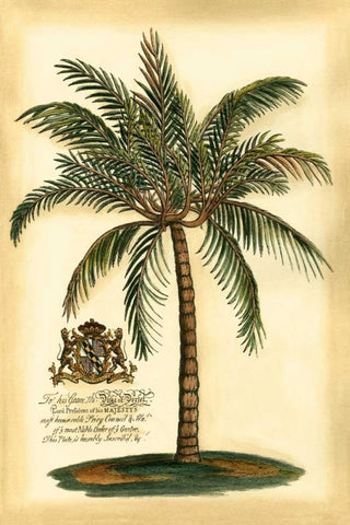 British Colonial Palm III White Modern Wood Framed Art Print with Double Matting by Vision Studio