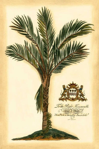 British Colonial Palm IV Black Ornate Wood Framed Art Print with Double Matting by Vision Studio