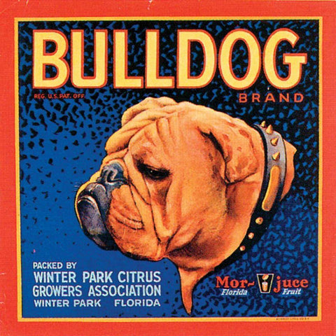 Bull Dog Gold Ornate Wood Framed Art Print with Double Matting by Vision Studio