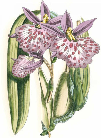 Lilac Orchid II Black Ornate Wood Framed Art Print with Double Matting by Vision Studio