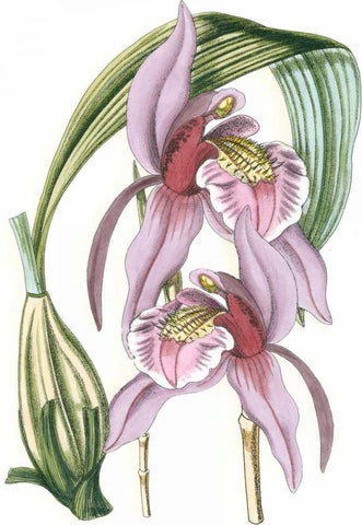 Lilac Orchid III Black Ornate Wood Framed Art Print with Double Matting by Vision Studio