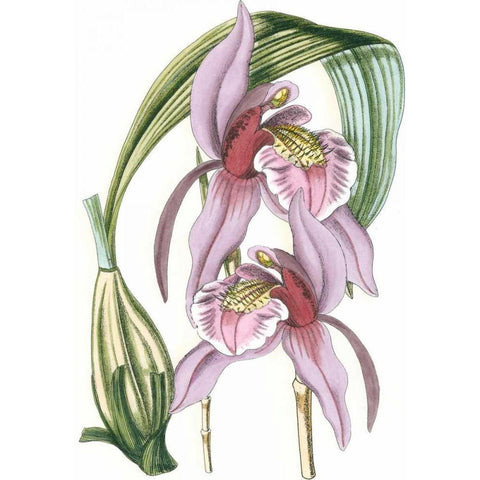 Lilac Orchid III White Modern Wood Framed Art Print by Vision Studio