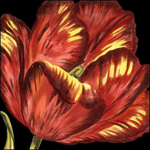 Mini Transitional Tulip I Black Modern Wood Framed Art Print with Double Matting by Vision Studio