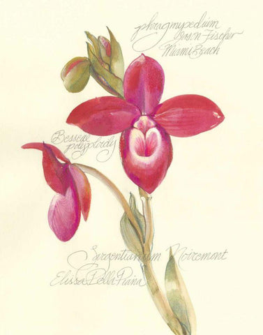 Elissas Garden II White Modern Wood Framed Art Print with Double Matting by Della-Piana, Elissa