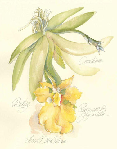 Elissas Garden III Black Ornate Wood Framed Art Print with Double Matting by Della-Piana, Elissa