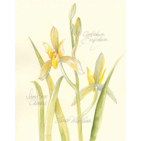 Elissas Garden IV White Modern Wood Framed Art Print by Della-Piana, Elissa