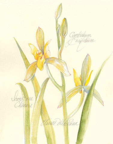 Elissas Garden IV White Modern Wood Framed Art Print with Double Matting by Della-Piana, Elissa