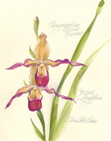 Elissas Garden VII White Modern Wood Framed Art Print with Double Matting by Della-Piana, Elissa