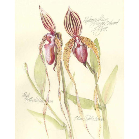 Elissas Garden VIII Gold Ornate Wood Framed Art Print with Double Matting by Della-Piana, Elissa