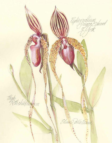 Elissas Garden VIII White Modern Wood Framed Art Print with Double Matting by Della-Piana, Elissa