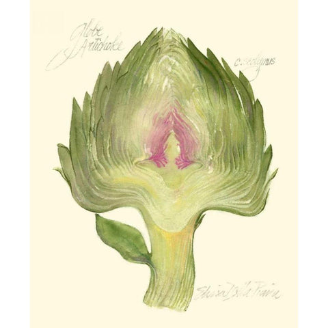 Globe Artichoke White Modern Wood Framed Art Print by Della-Piana, Elissa