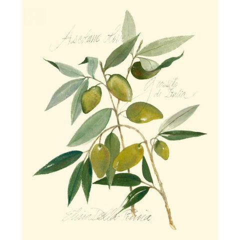 Ascolane Olives White Modern Wood Framed Art Print by Della-Piana, Elissa