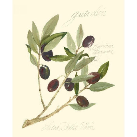 Gaeta Olives Black Modern Wood Framed Art Print with Double Matting by Della-Piana, Elissa