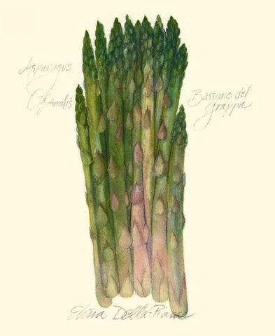 Asparagus Officinalis Black Ornate Wood Framed Art Print with Double Matting by Della-Piana, Elissa