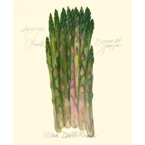 Asparagus Officinalis Black Modern Wood Framed Art Print with Double Matting by Della-Piana, Elissa