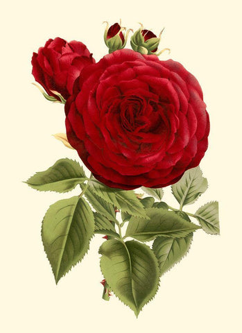 Magnificent Rose I White Modern Wood Framed Art Print with Double Matting by Van Houtte