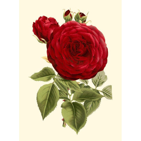 Magnificent Rose I Black Modern Wood Framed Art Print by Van Houtte
