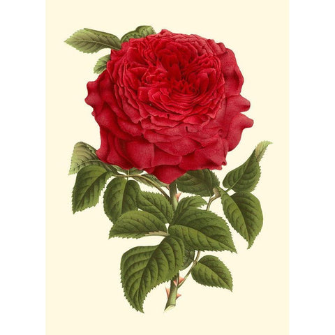 Magnificent Rose II Black Modern Wood Framed Art Print with Double Matting by Van Houtte