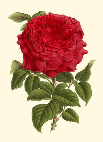 Magnificent Rose II White Modern Wood Framed Art Print with Double Matting by Van Houtte