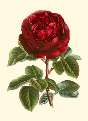 Magnificent Rose III White Modern Wood Framed Art Print with Double Matting by Van Houtte