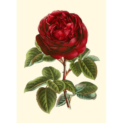 Magnificent Rose III Gold Ornate Wood Framed Art Print with Double Matting by Van Houtte