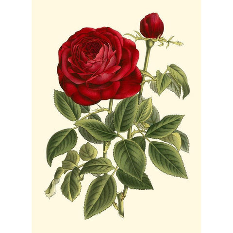 Magnificent Rose IV Gold Ornate Wood Framed Art Print with Double Matting by Van Houtte