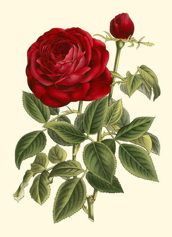 Magnificent Rose IV White Modern Wood Framed Art Print with Double Matting by Van Houtte