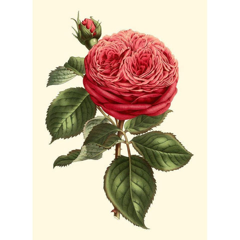 Magnificent Rose V Black Modern Wood Framed Art Print with Double Matting by Van Houtte