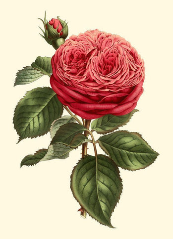 Magnificent Rose V Black Ornate Wood Framed Art Print with Double Matting by Van Houtte
