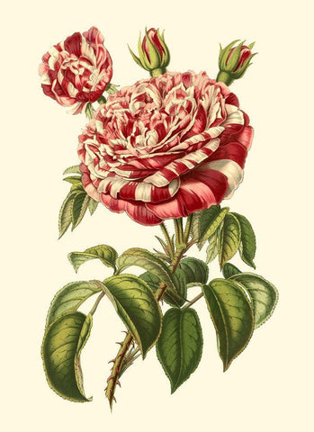 Magnificent Rose VI White Modern Wood Framed Art Print with Double Matting by Van Houtte