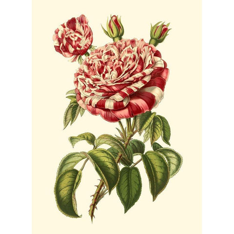Magnificent Rose VI White Modern Wood Framed Art Print by Van Houtte