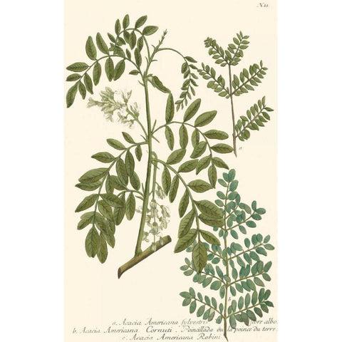 Weinmann Leaves I White Modern Wood Framed Art Print by Weinmann