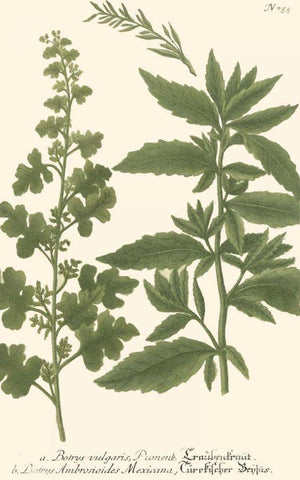 Weinmann Leaves III White Modern Wood Framed Art Print with Double Matting by Weinmann