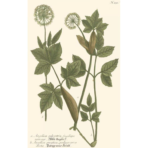 Weinmann Leaves IV Black Modern Wood Framed Art Print with Double Matting by Weinmann