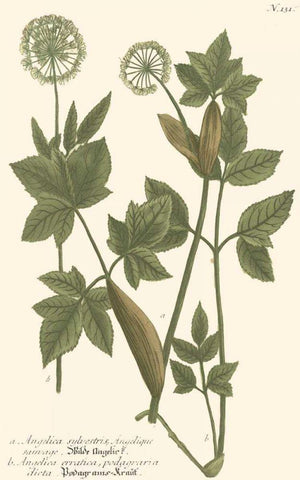 Weinmann Leaves IV White Modern Wood Framed Art Print with Double Matting by Weinmann